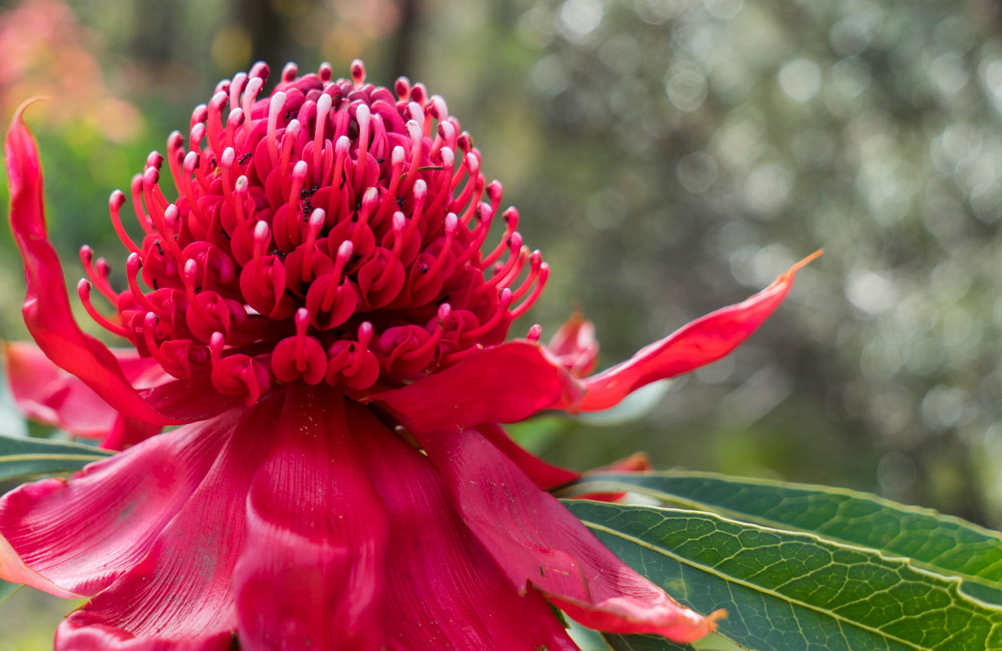 Waratah in bloom, Blue Mountains National Park. Photo: Simone Cottrell/OEH.