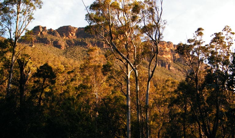 Blue Gum Forest, Blue Mountains National Park. Photo: Craig Marshall/NSW Government