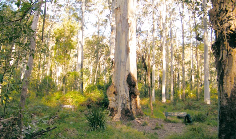 Blue Gum Forest, Blue Mountains National Park. Photo: Craig Marshall/NSW Government