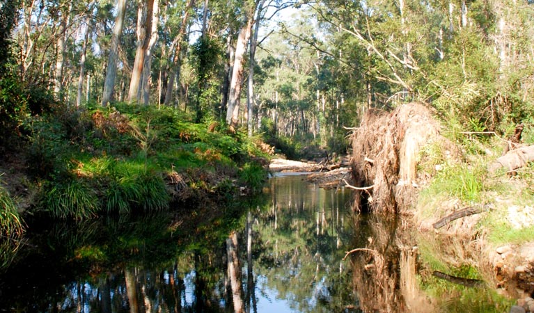 Blue Gum Forest, Blue Mountains National Park. Photo: A Gliddon/NSW Government