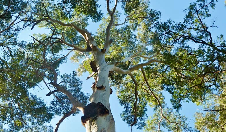 Blue Gum Forest, Blue Mountains National Park. Photo: Aine Gliddon/OEH