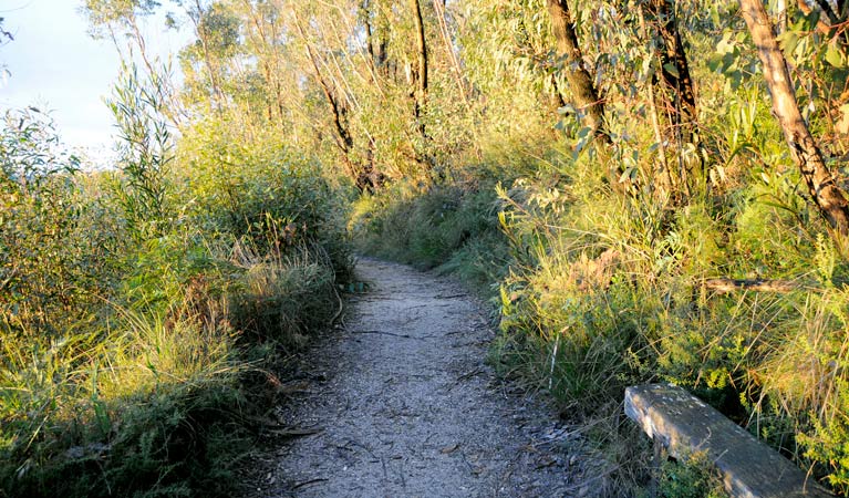 Cliff Top track, Blue Mountains National Park. Photo: Kevin McGrath