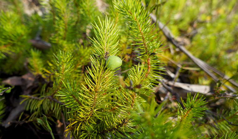 Native mountain geebung plant, Fairfax Heritage walking track, Blue Mountains National Park. Photo: Steve Alton &copy; OEH