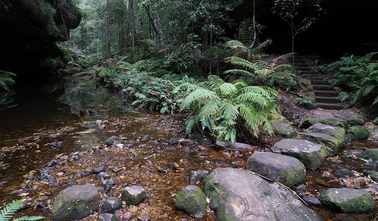 Rock stepping stones on Grand Canyon track, Blue Mountains National Park. Photo: Simone Cottrell