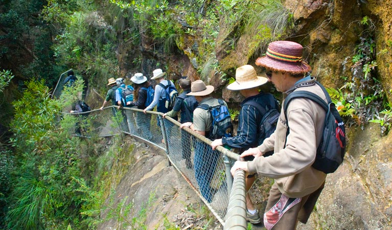 A tour group descends Grand Canyon track, Blue Mountains National Park. Photo: Steve Alton