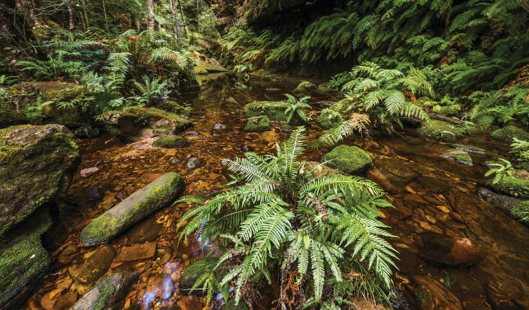 Creek waters and lush vegetation along Grand Canyon track in Blue Mountains National Park. Photo credit: John Spencer &copy; DPIE