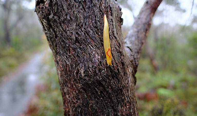 Red triangle slug, Fairfax Heritage walking track, Blue Mountains National Park. Photo: E Sheargold/OEH.