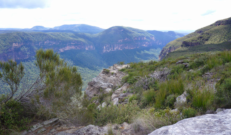 Mount Hay Road Leura, Blue Mountains National Park. Photo: Steve Alton/NSW Government