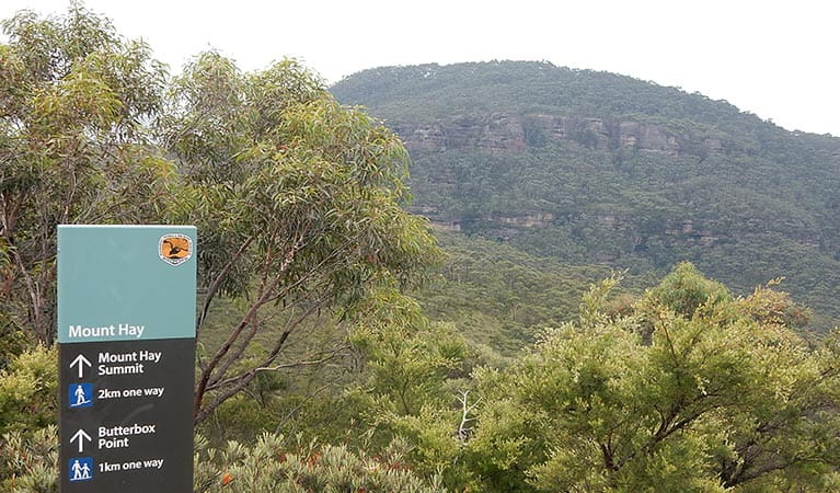 Sign at the start of Mount Hay summit walking track, north Leura, Blue Mountains National Park. Photo: Arthur Henry/OEH. 