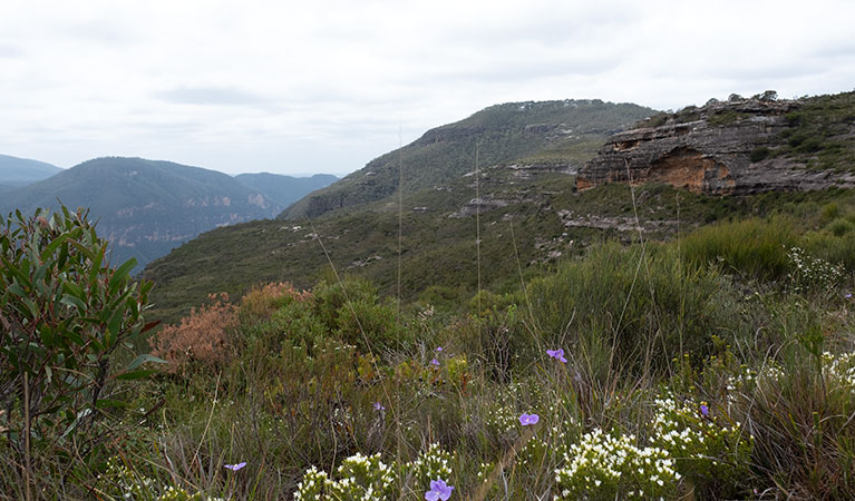 Heathland wildflowers on Mount Hay summit walking track, Blue Mountains National Park. Photo: Elinor Sheargold &copy; DPE