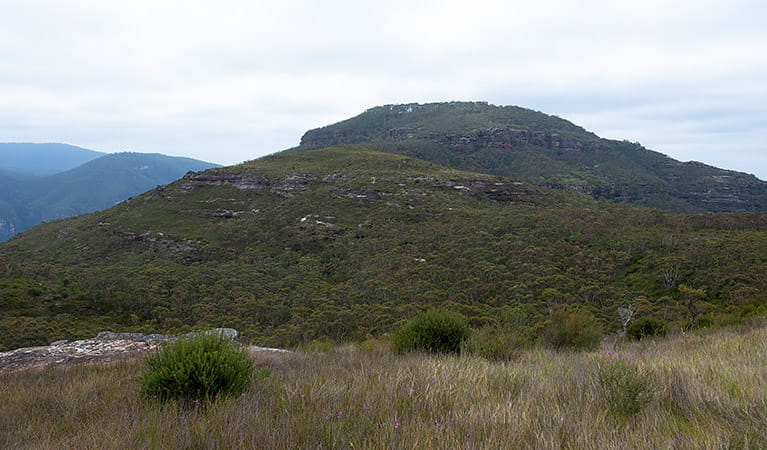 View towards Mount Hay summit from heathland, Blue Mountains National Park. Photo: Elinor Sheargold/OEH. 