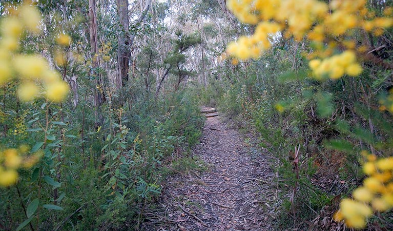 Pierces Pass to Blue Gum Forest walking track, Blue Mountains National Park. Photo: Nick Cubbin &copy; OEH