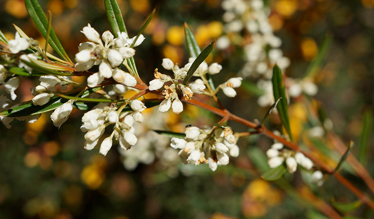 White logania flowers, Blue Mountains National Park. Photo: Steve Alton &copy; OEH