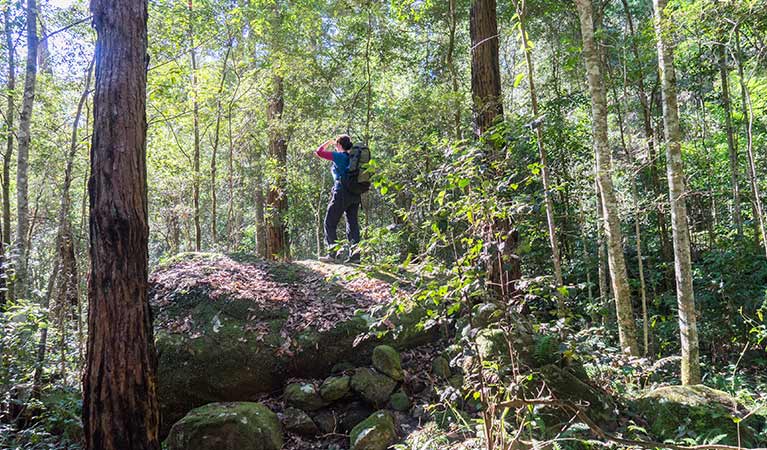 A hiker stands on a rock along Rodriguez Pass walking track, Blue Mountains National Park. Photo: Simone Cottrell/OEH.