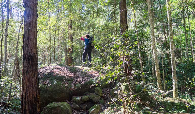 A hiker stands on a rock along Rodriguez Pass walking track, Blue Mountains National Park. Photo: Simone Cottrell &copy; DPE