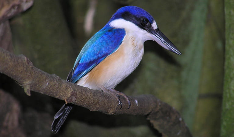 Azure blue forest kingfisher on a tree branch. Phto: Michael Jarman/OEH
