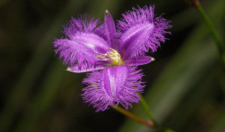 The purple bloom of a fringe lily, Blue Mountains National Park. Photo: Barry Collier/OEH.