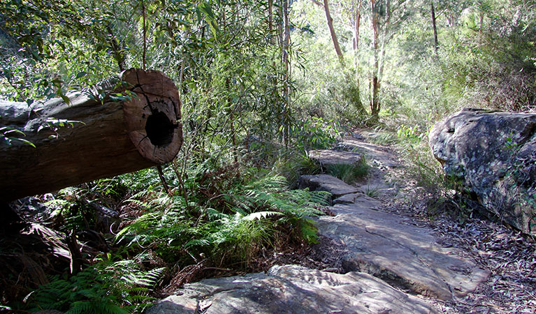 Blue Pool walking track in Blue Mountains National Park. Photo &copy; Natasha Webb