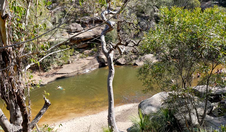 Glenbrook Gorge track, Blue Mountains National Park. Photo: Steve Alton &copy; OEH