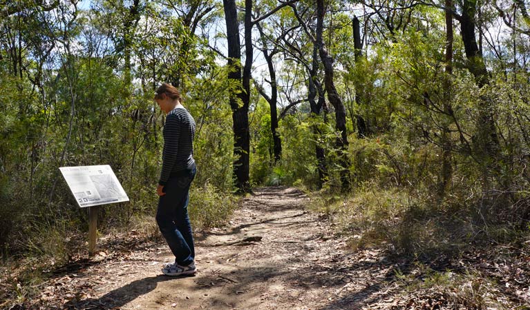 Jack Evans Track, Blue Mountains National Park. Photo: Steve Alton