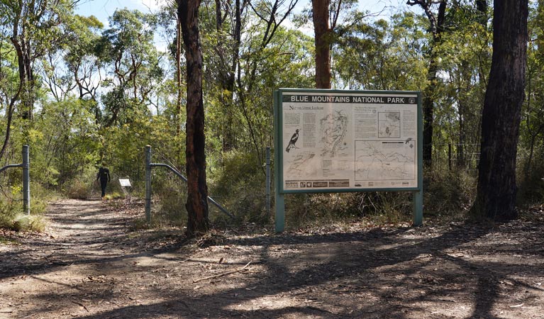 Jack Evans Track, Blue Mountains National Park. Photo: Steve Alton &copy; OEH