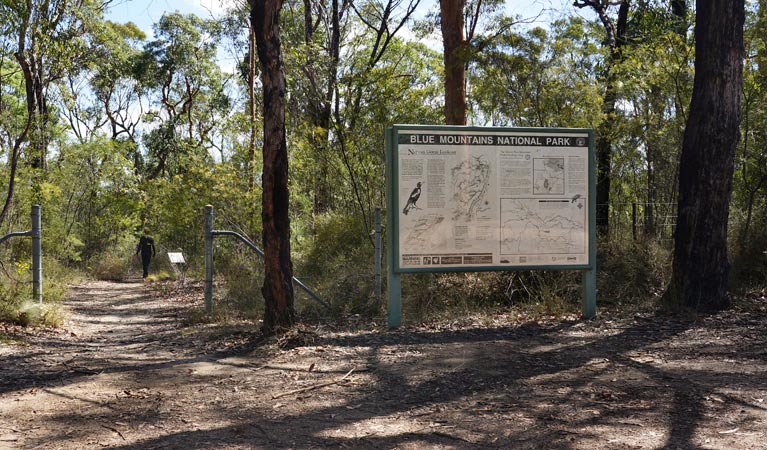 Jack Evans Track, Blue Mountains National Park. Photo: Steve Alton/NSW Government