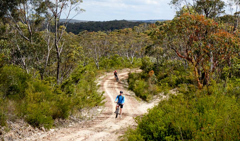 Woodford - Oaks trail, Blue Mountains National Park. Photo: Steve Alton/NSW Government