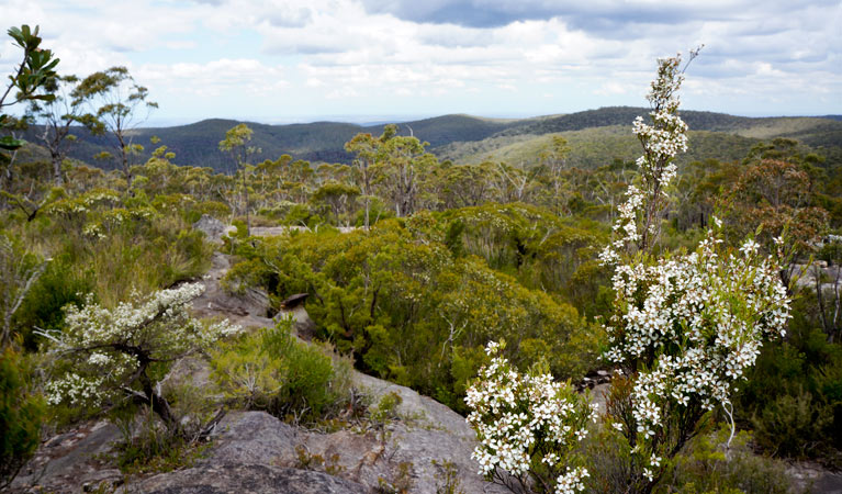 Murphys Glen campground, Blue Mountains National Park. Photo: Steve Alton/NSW Government