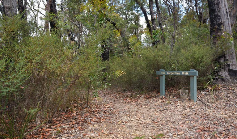 Turpentine Walk near Murphys Glen campground, Blue Mountains National Park. Photo: Steve Alton/NSW Government