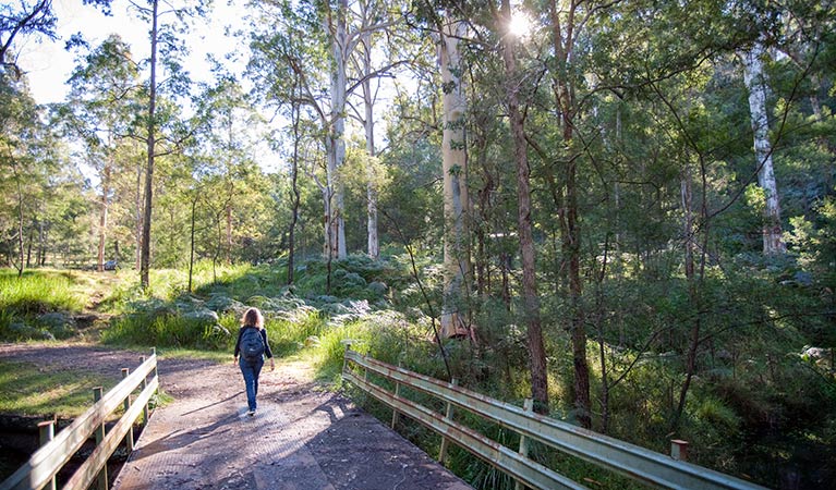 Euroka - Nepean River walk, Blue Mountains National Park. Photo: Nick Cubbin