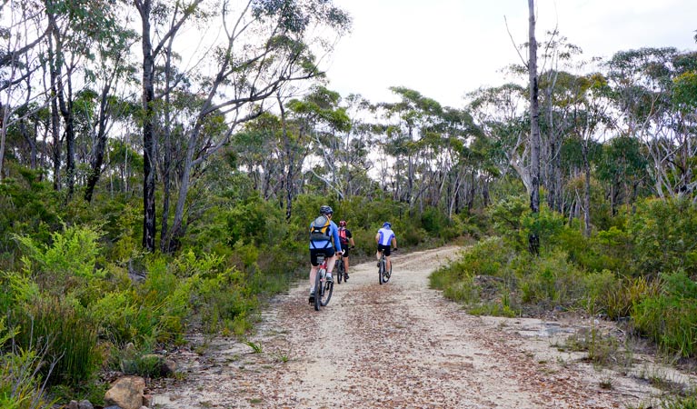 Woodford - Oaks trail, Blue Mountains National Park. Photo: Steve Alton/NSW Government