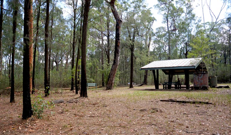 Woodford - Oaks trail, Blue Mountains National Park. Photo: Steve Alton/NSW Government