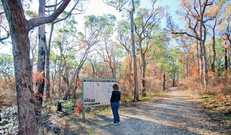 Tunnel View lookout, Blue Mountains National Park. Photo: Nick Cubbin &copy; OEH