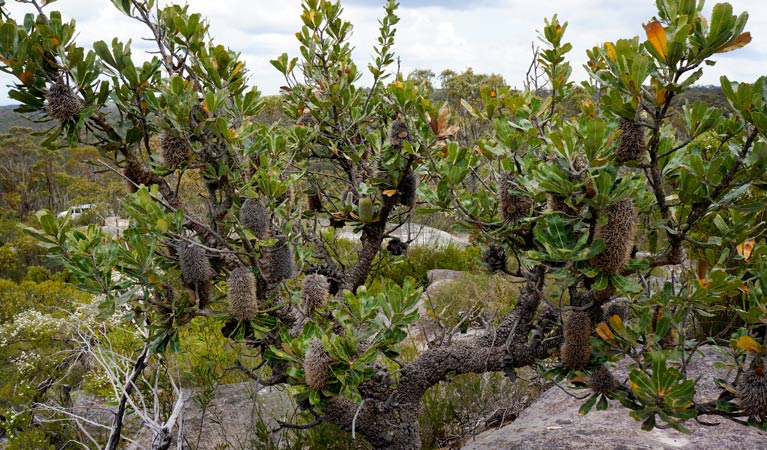 Banksia serrata growing in rocky heathland along Murphys Road, near Woodford, Blue Mountains National Park. Photo: Stephen Alton/OEH