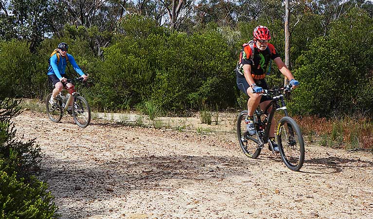 Two mountain bike riders on Murphys Road 4WD and cycle trail, near Woodford, Blue Mountains National Park. Photo: Stephen Alton/OEH
