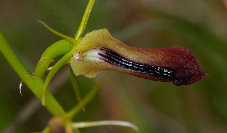 Large tongue orchid in bloom. Photo: Barry Collier/OEH