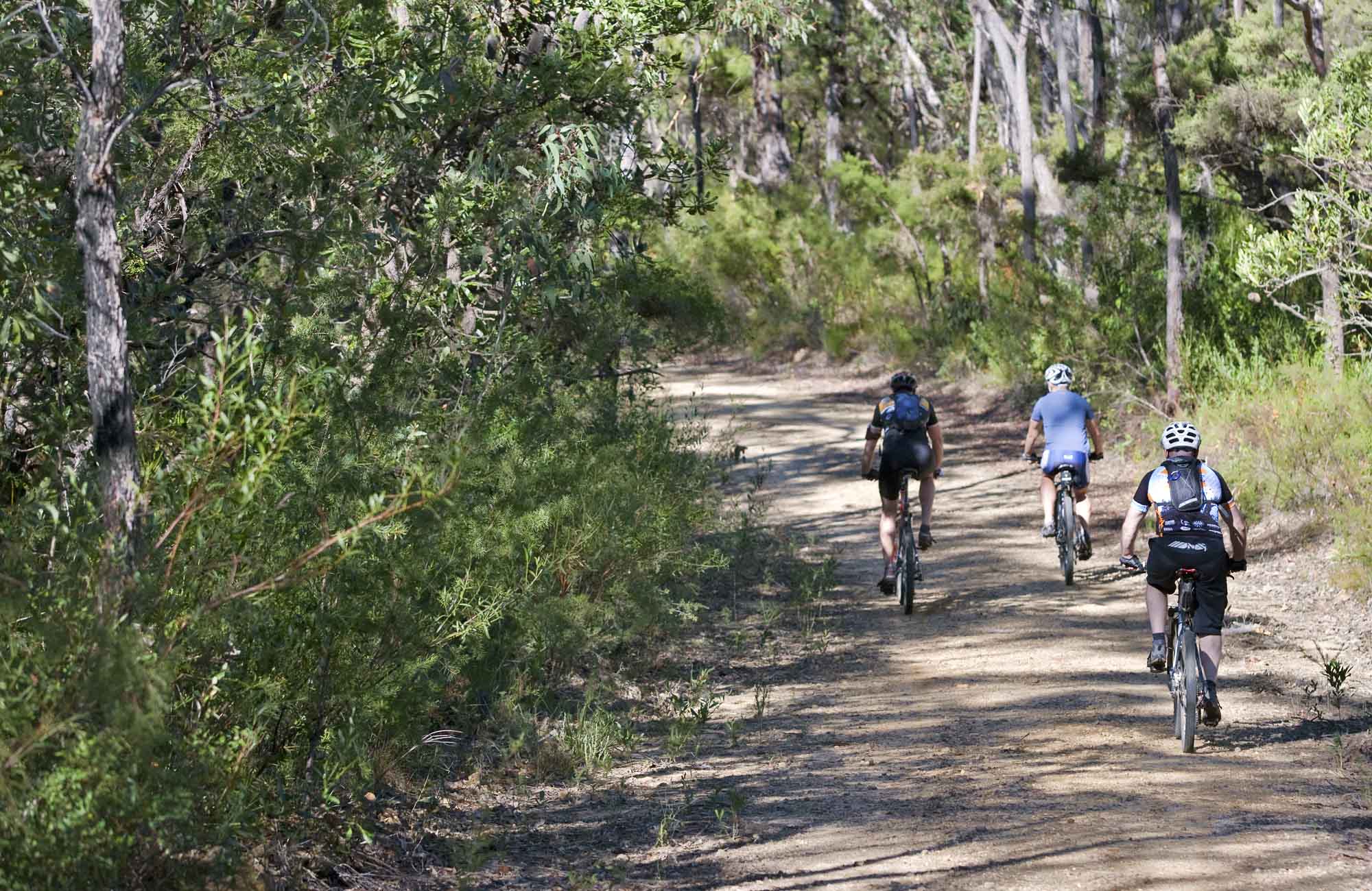 Andersons Fire Trail, Blue Mountains National Park. Photo: Nick Cubbin/NSW Government