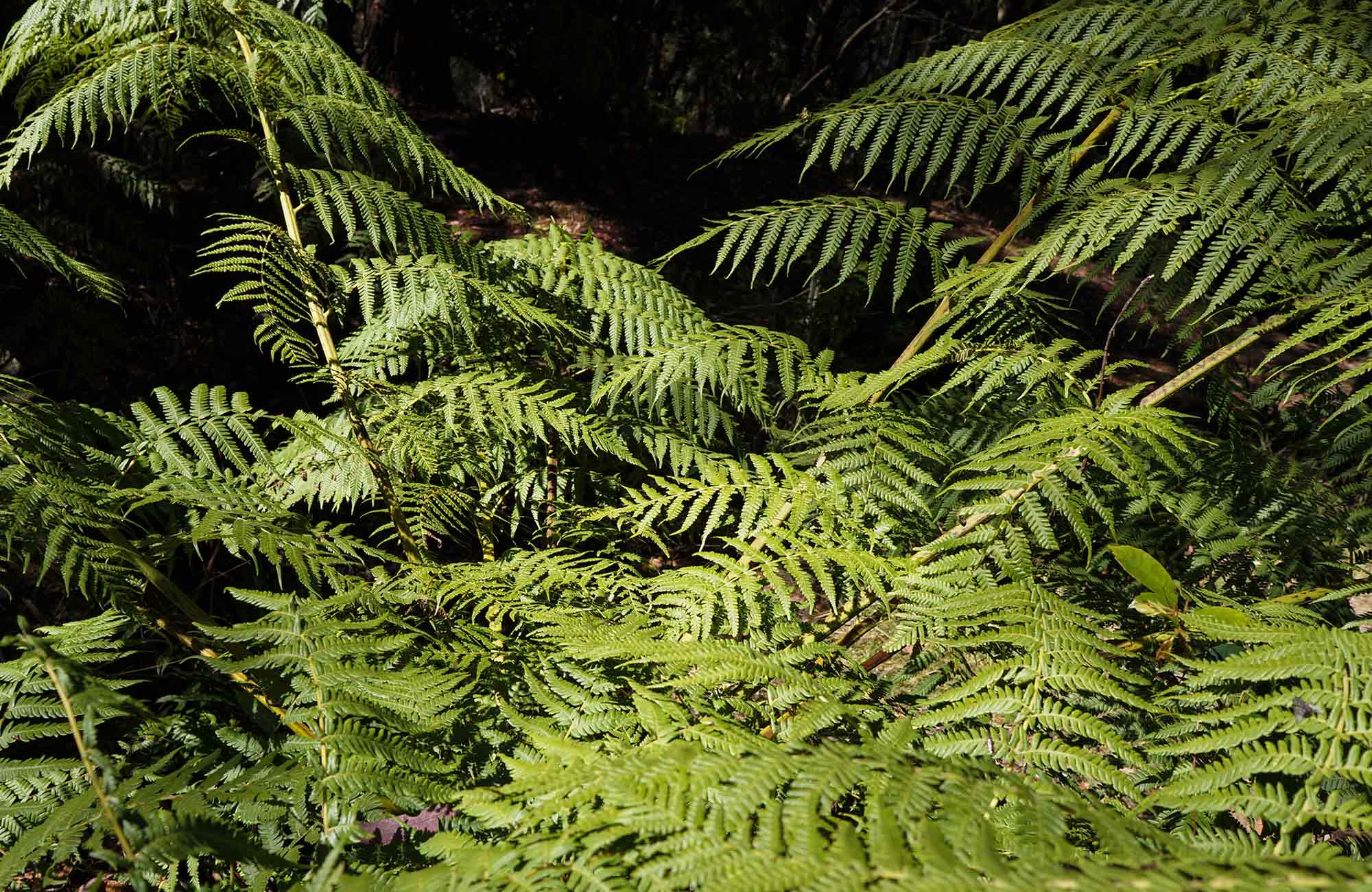 Ferns in rainforest on Ruined Castle walking track, Blue Mountains National Park. Photo: Steve Alton/OEH