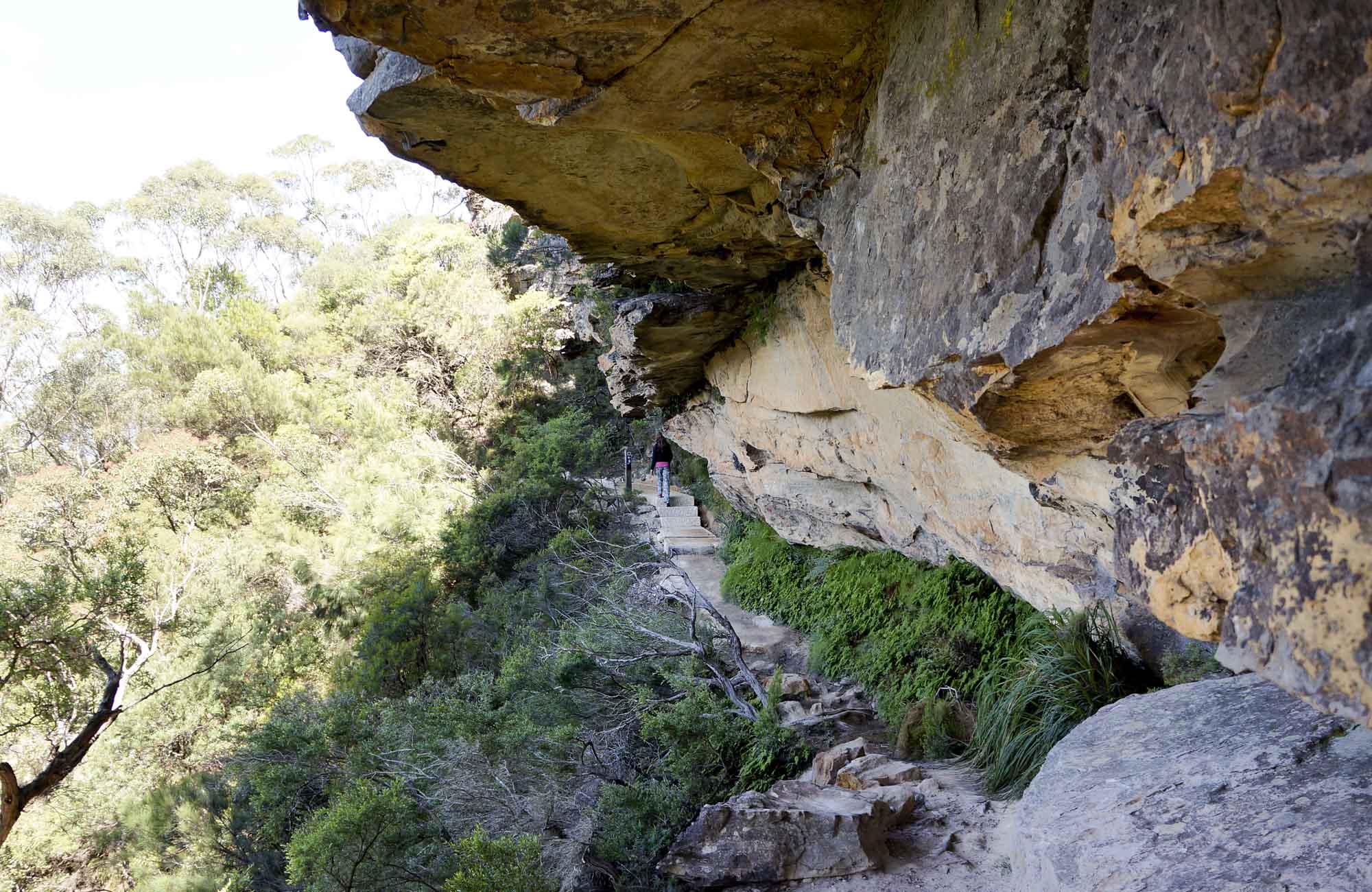 Overcliff-Undercliff track, Blue Mountains National Park. Photo: Steve Alton/OEH