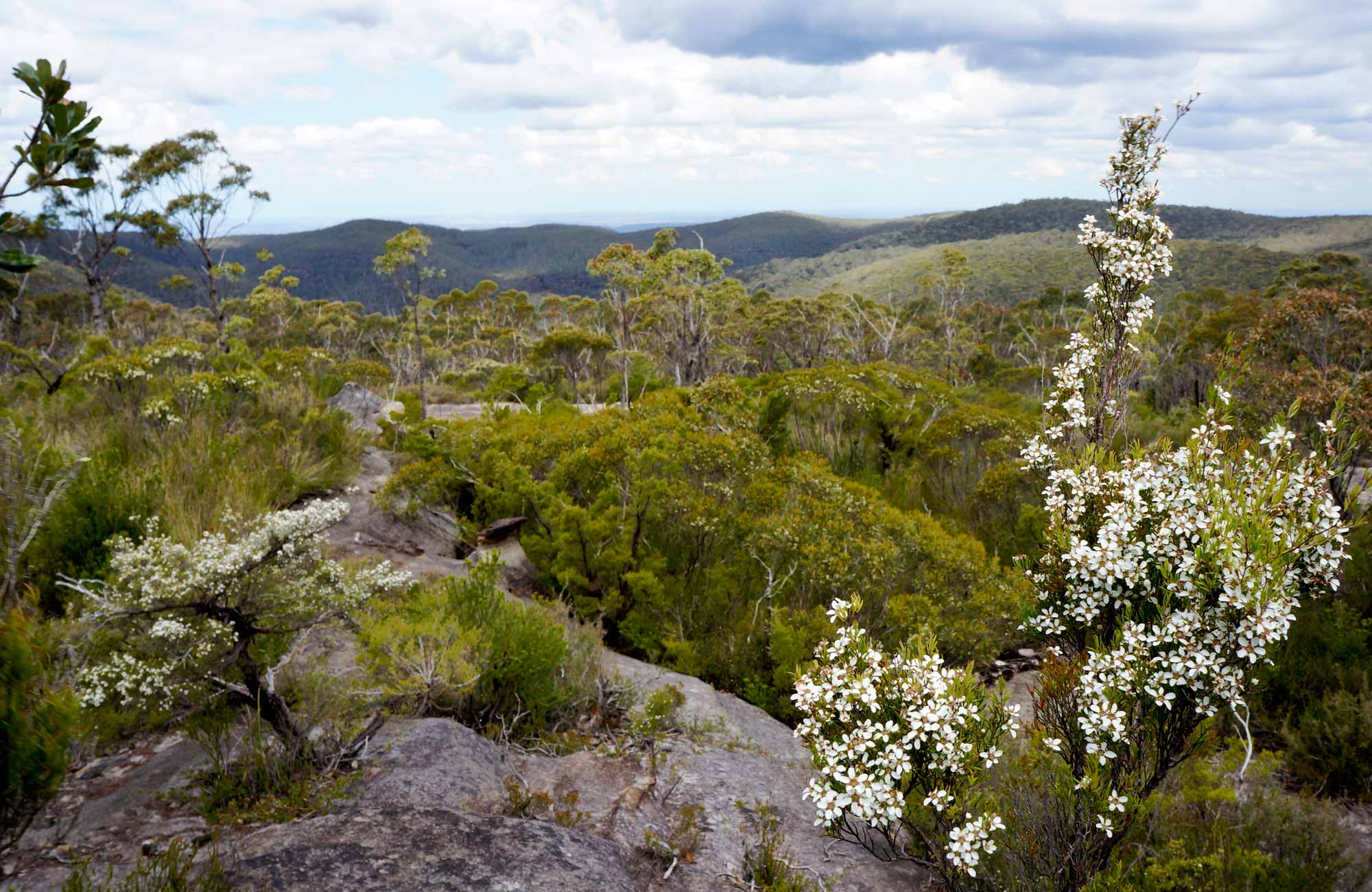 Murphy's Fire Trail - Wentworth Falls to Woodford, Blue Mountains National Park. Photo: Steve Alton/NSW Government
