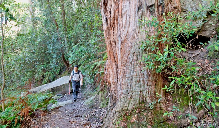 Dardanelles Pass loop walking track, Blue Mountains National Park. Photo: Nick Cubbin