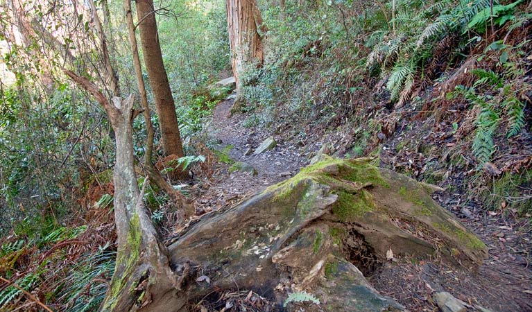 Dardanelles Pass loop walking track, Blue Mountains National Park. Photo: Nick Cubbin &copy; OEH