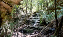 Den Fenella walking track, Blue Mountains National Park. Photo: Steve Alton &copy; OEH