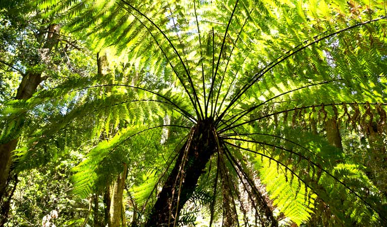 Den Fenella walking track, Blue Mountains National Park. Photo: Steve Alton &copy; OEH