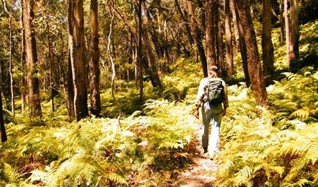 Federal Pass, Blue Mountains National Park. Photo: Craig Marshall &copy; OEH