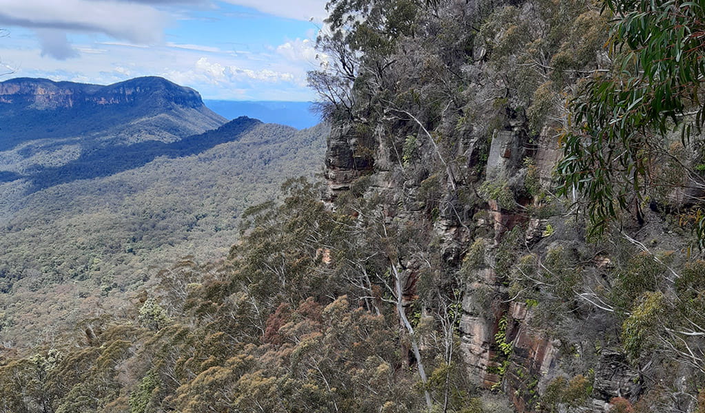 View from Golden Stairs track, near Katoomba. Photo: James Ridder &copy; James Ridder/DPIE
