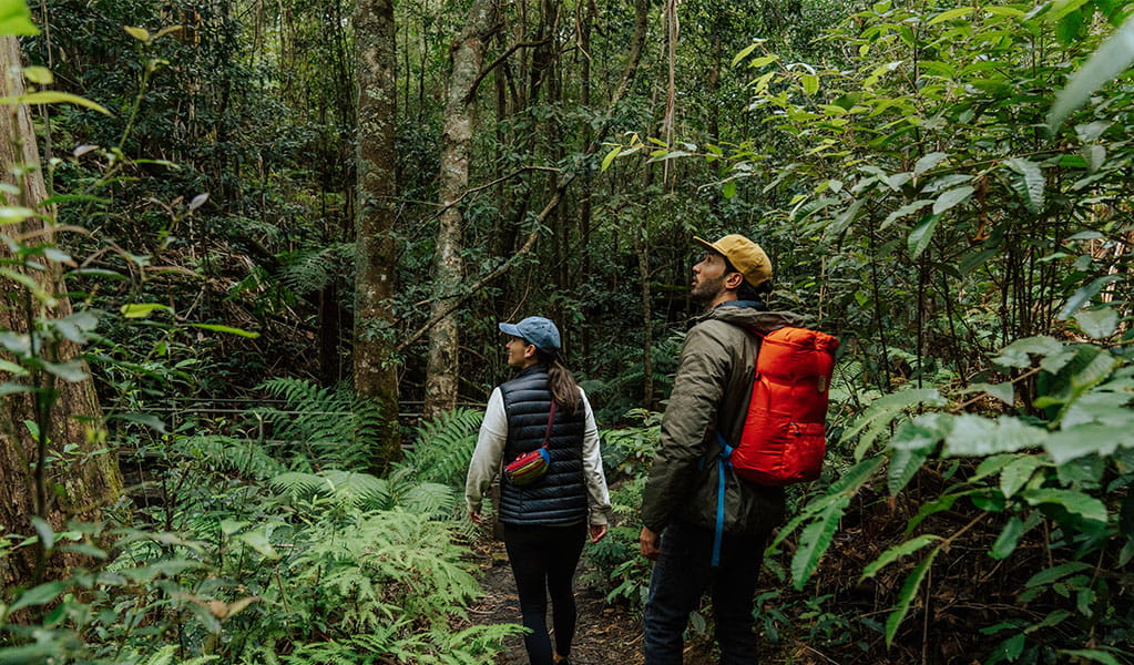2 walkers surrounded by lush forest on Grand Cliff Top Walk, Blue Mountains National Park. Photo: Remy Brand &copy; Remy Brand
