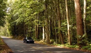 Greater Blue Mountains drive, Blue Mountains National Park. Photo: Hamilton Lund/Destination NSW