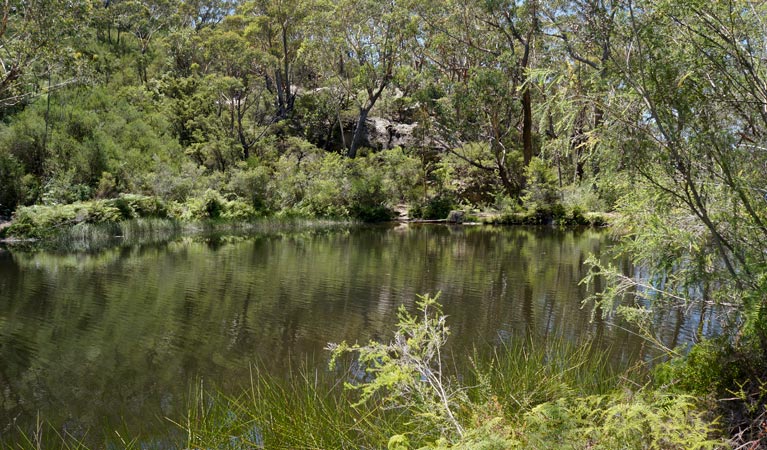 Ingar Campground, Blue Mountains National Park. Photo: Steve Alton