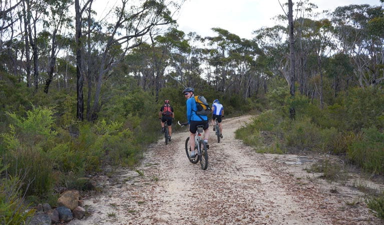 Three cyclists ride the trail from Wentworth Falls to Woodford, Blue Mountains National Park. Photo: Stephen Alton/OEH